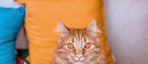 Dlaczego koty drapią meble?