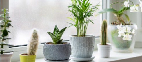 Jak zaaranżować rośliny doniczkowe w domu?
